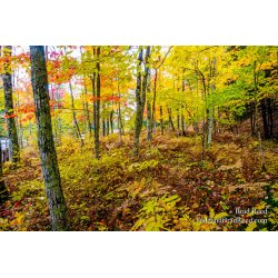 Fall Tapestries
