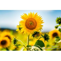 Fresh Flowers