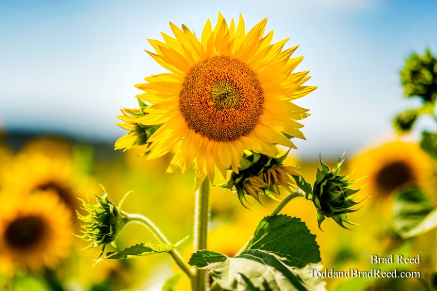 Fresh Flowers