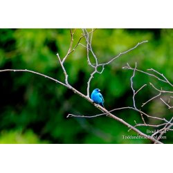 Indigo Bunting