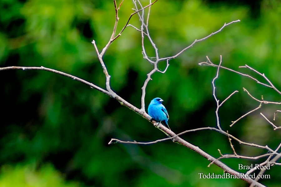 Indigo Bunting