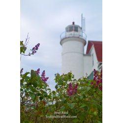 Lilacs at Point Betsie
