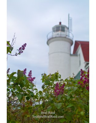 Lilacs at Point Betsie