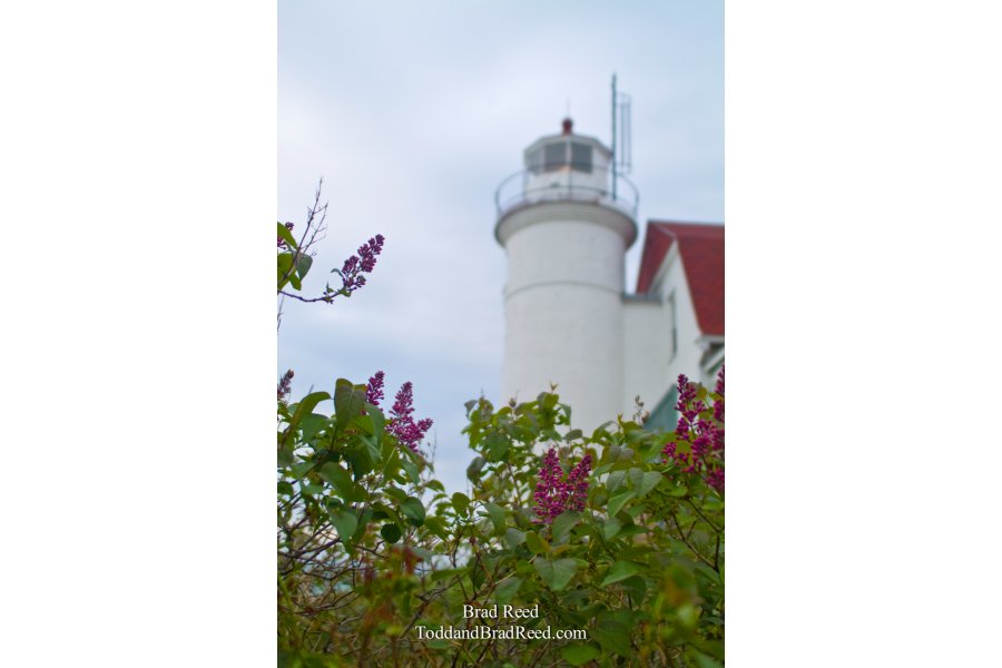 Lilacs at Point Betsie