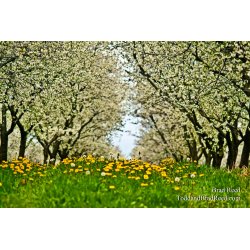 Listers Orchard