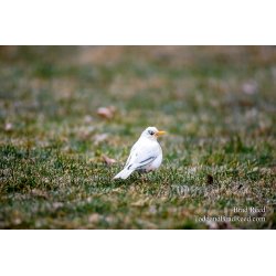Mary the Albino Robin