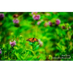 Monarch Mondays