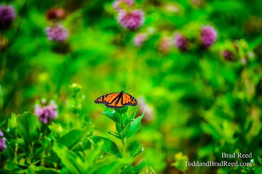 Monarch Mondays