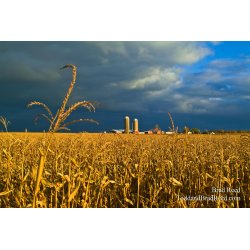 Monton Farm