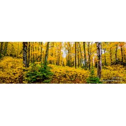 Music To My Eyes - Panoramic
