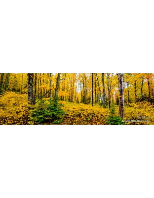 Music To My Eyes - Panoramic