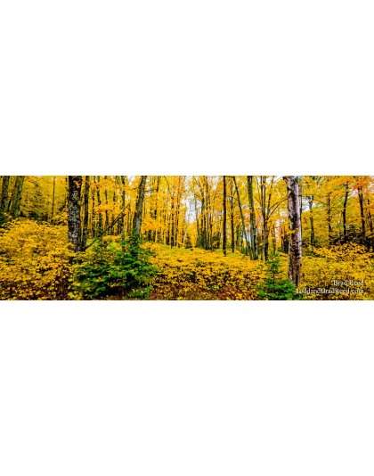 Music To My Eyes - Panoramic