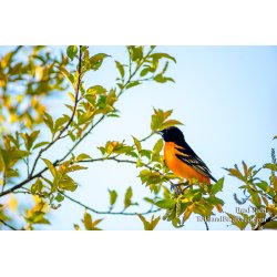 Oriole Pride