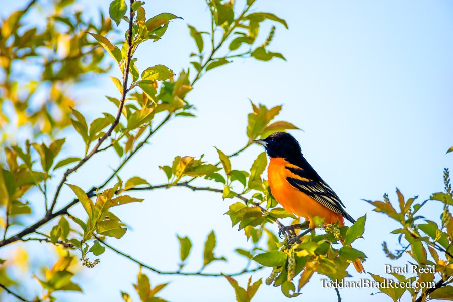 Oriole Pride
