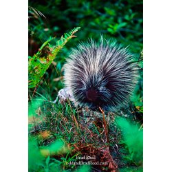 Porky Pine