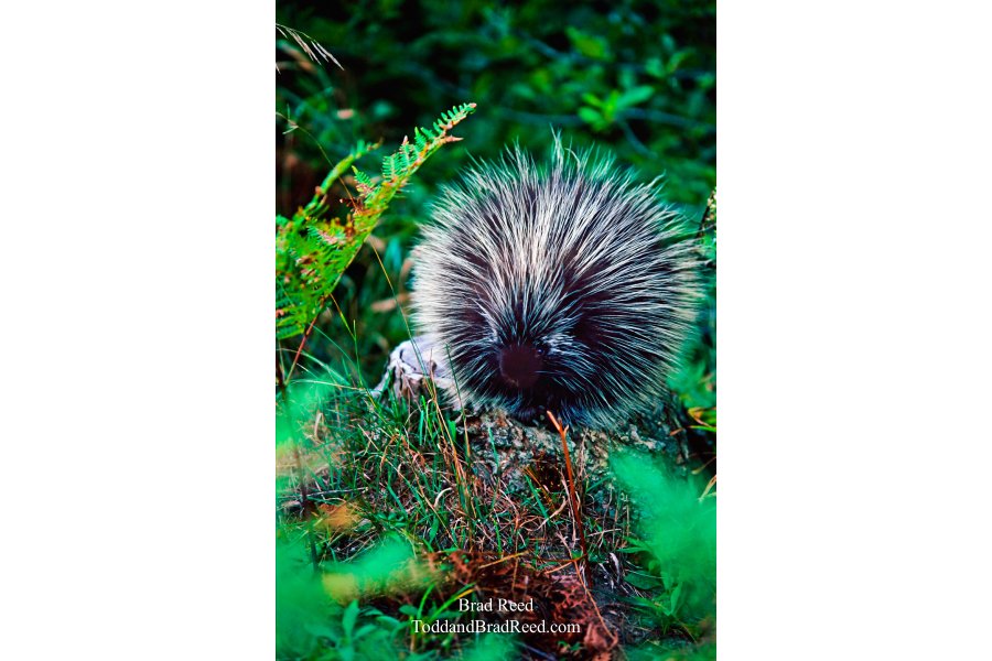 Porky Pine