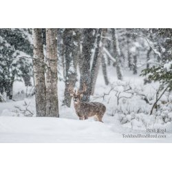 Prince of the Forest