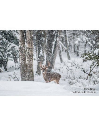 Prince of the Forest