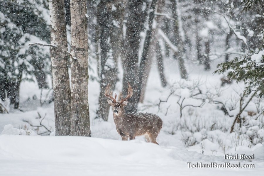 Prince of the Forest