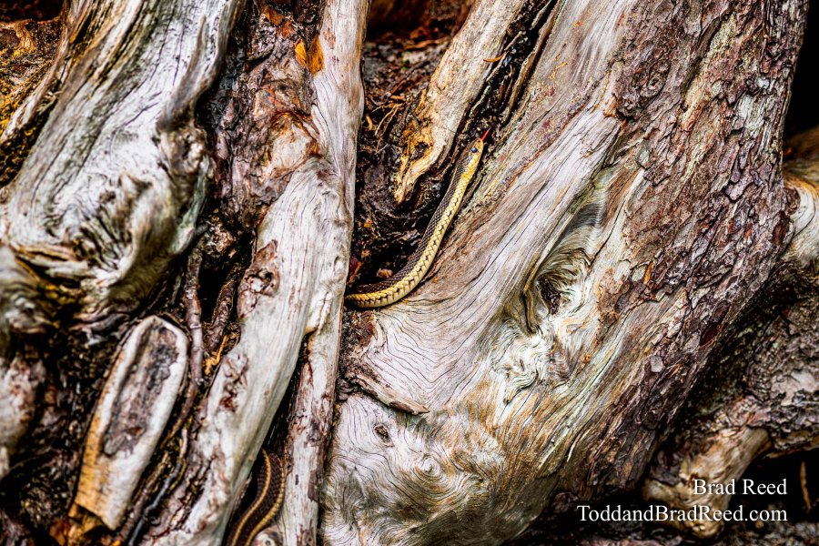 Snaking Around