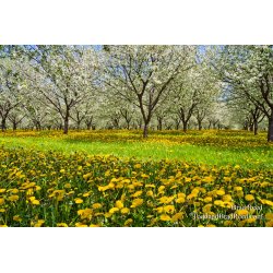 Spring Time on Old 31