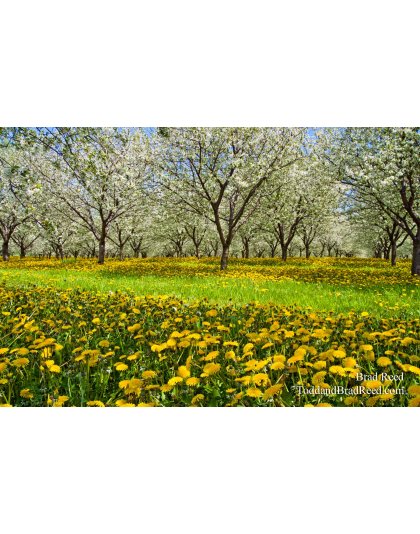 Spring Time on Old 31