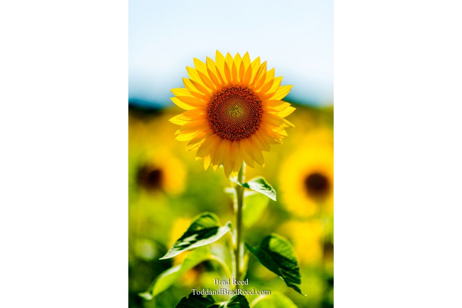 Sunny Days
