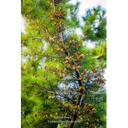 The Butterfly Tree
