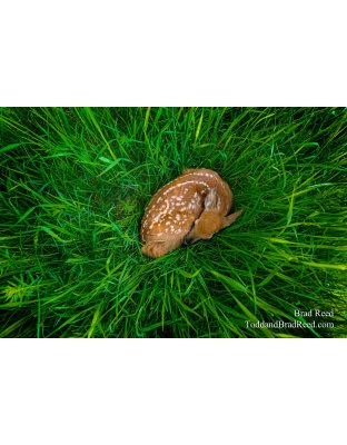 The Start of a Legend