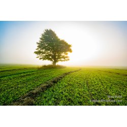 Tranquil Beauty