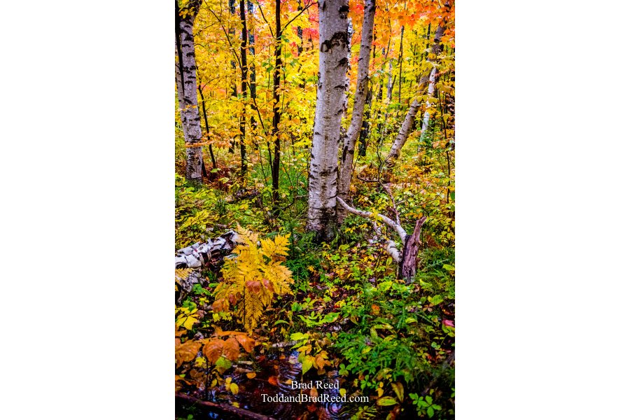 Whispering Birch
