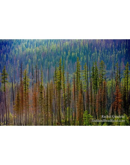 Lake McDonald (6003)