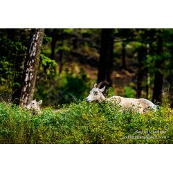 Mama Goat