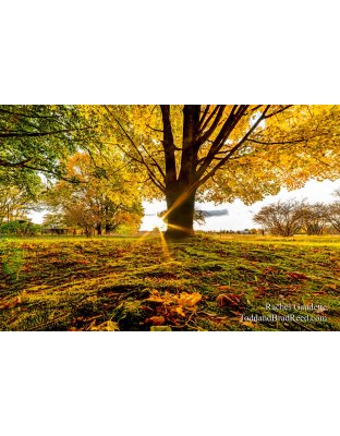 WCF by Aunt Marys (6872)