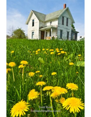 Spring Blossoms and Flowers (0149)