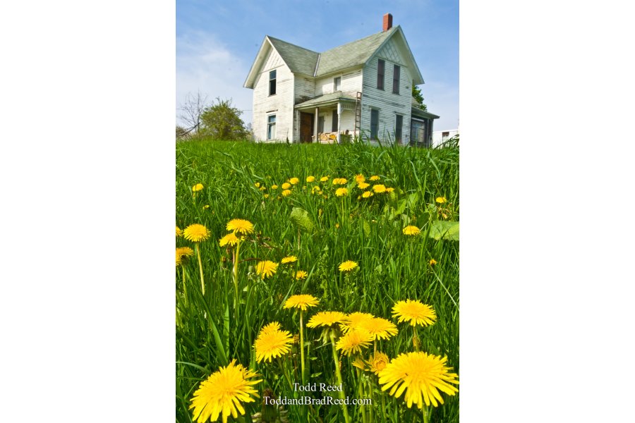 Spring Blossoms and Flowers (0149)