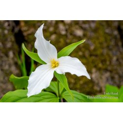 Trillium Grand Rapids Aman Park May (1431)