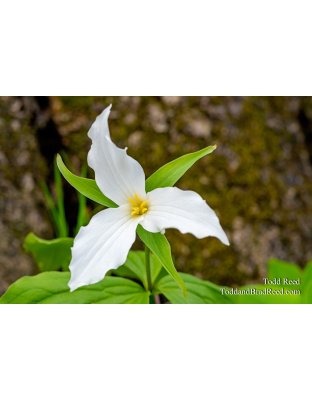 Trillium Grand Rapids Aman Park May (1431)