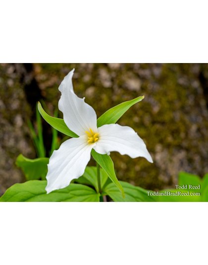 Trillium Grand Rapids Aman Park May (1431)