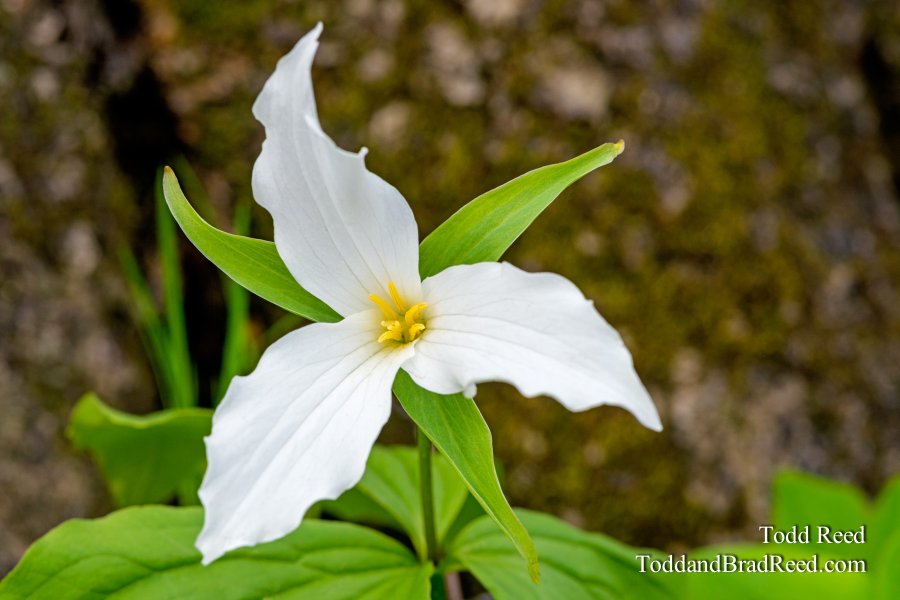 Trillium Grand Rapids Aman Park May (1431)
