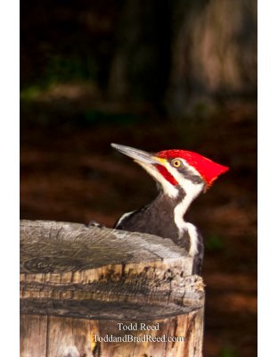 Ludington State Park Vertical (1468)