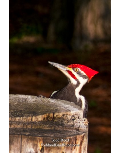 Ludington State Park Vertical (1468)