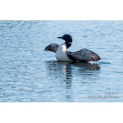 Loon (2057)