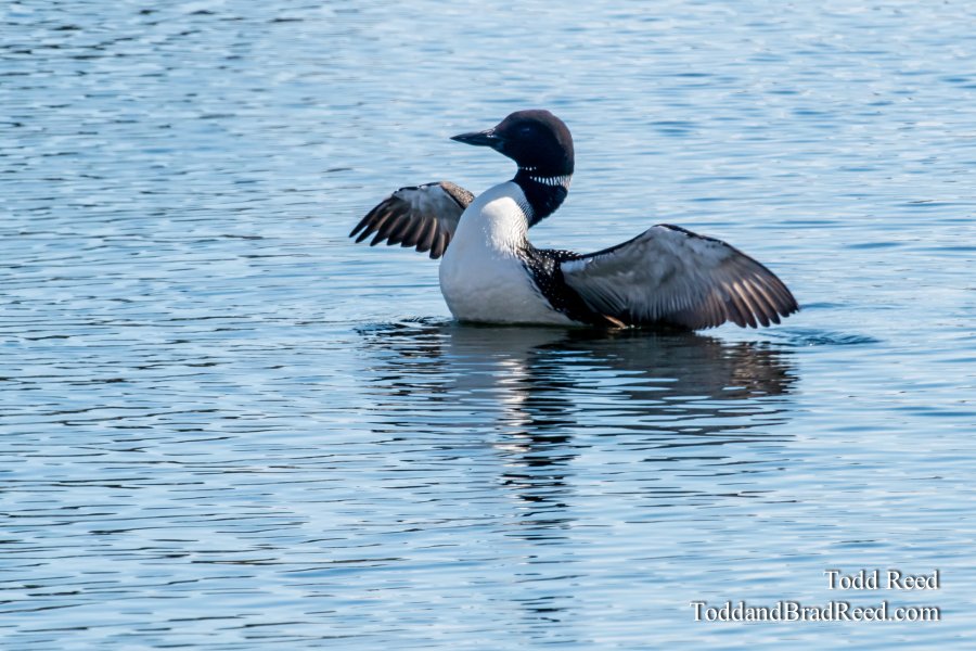 Loon (2057)