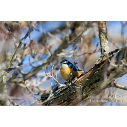 Barn Birds Berries Audobon (2139)