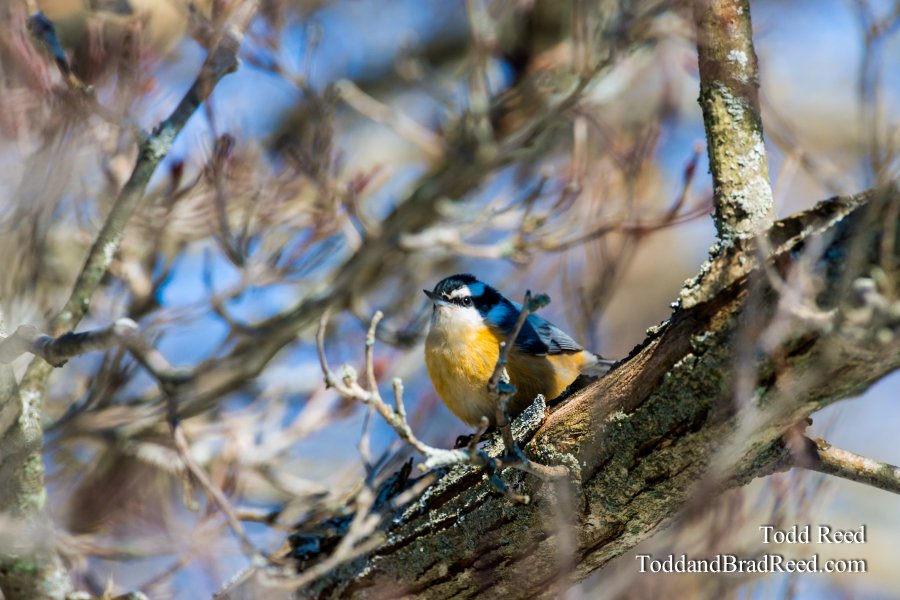 Barn Birds Berries Audobon (2139)