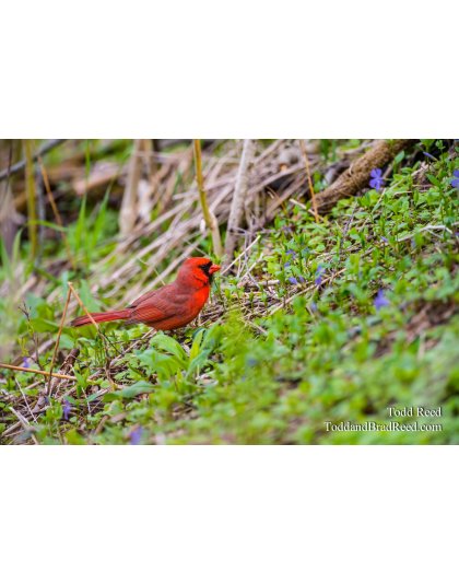 Wednesday May (2232)