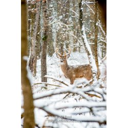 Legends Ranch Buck in Snow (2432)