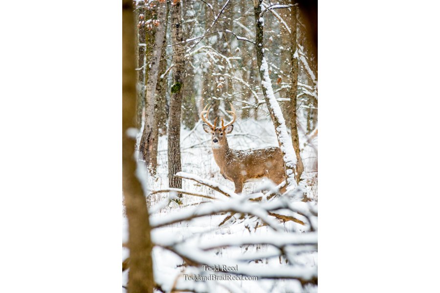Legends Ranch Buck in Snow (2432)