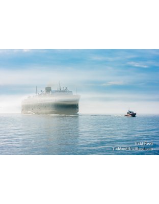 Badger in Fog (3024)